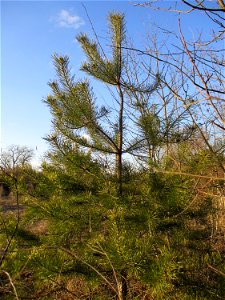 Wald-Kiefer (Pinus sylvestris) auf einer Brachfläche der Halberger Hütte in Brebach photo