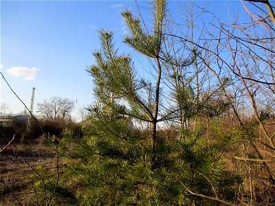 Wald-Kiefer (Pinus sylvestris) auf einer Brachfläche der Halberger Hütte in Brebach photo