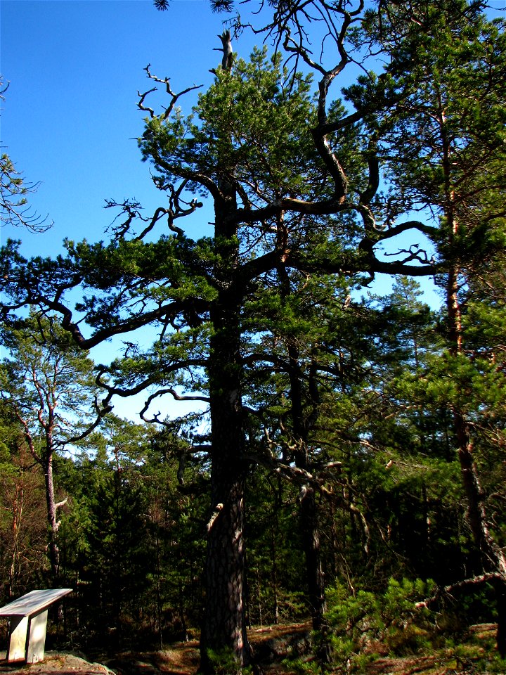 A 370 year old Scots Pine (Pinus sylvestris). Tyresta Nationalpark, Stockholm, Sweden.