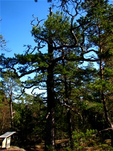 A 370 year old Scots Pine (Pinus sylvestris). Tyresta Nationalpark, Stockholm, Sweden.