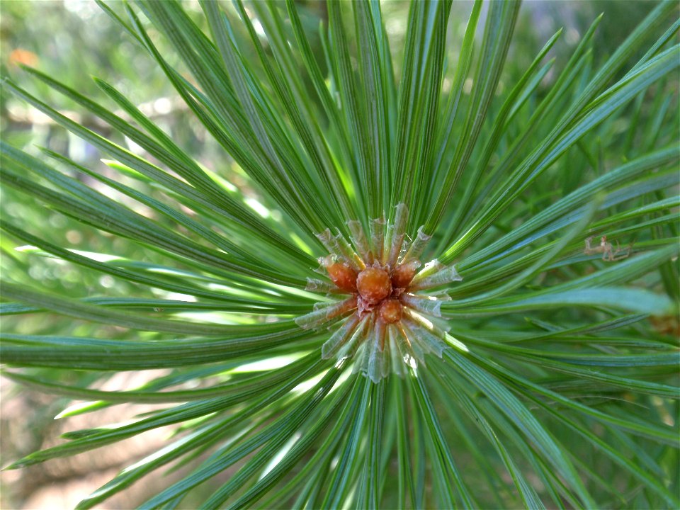 Close-up of the needles of a Scots Pine.