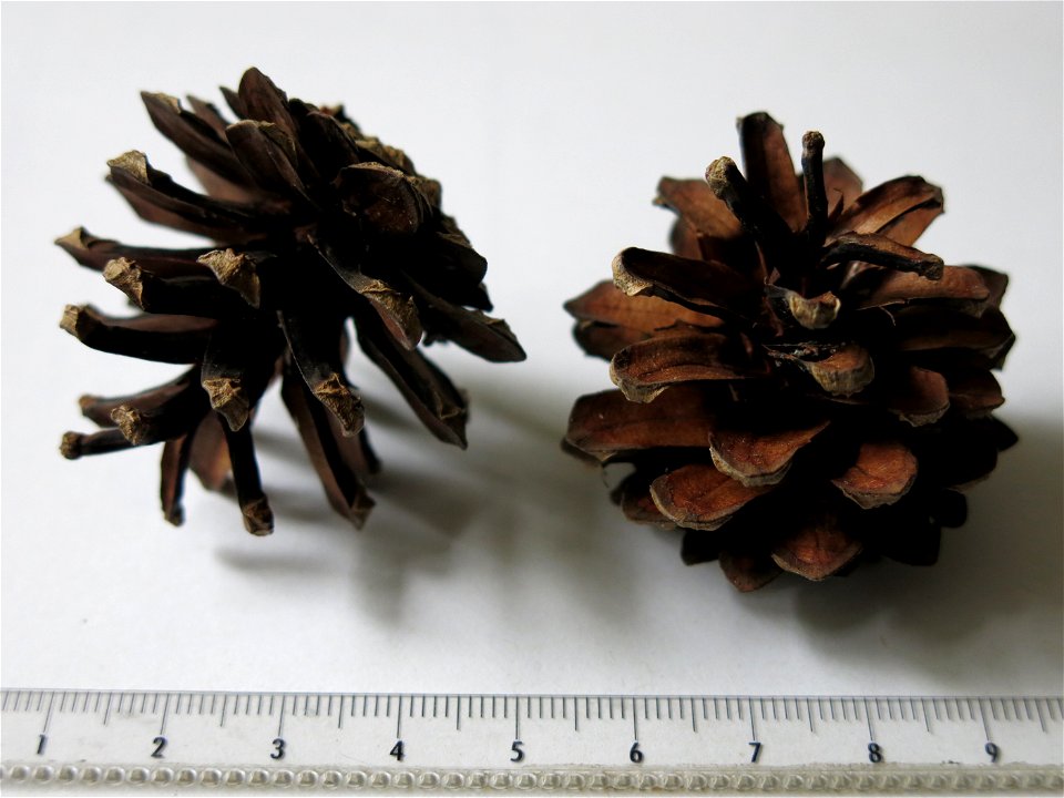 Cones of Pinus sylvestris.