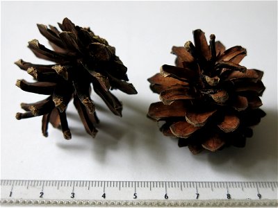 Cones of Pinus sylvestris. photo