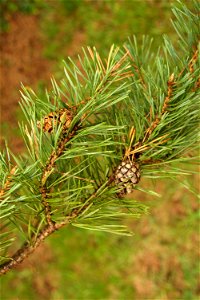Scots pine Pinus sylvestris, Dordogne, France. photo
