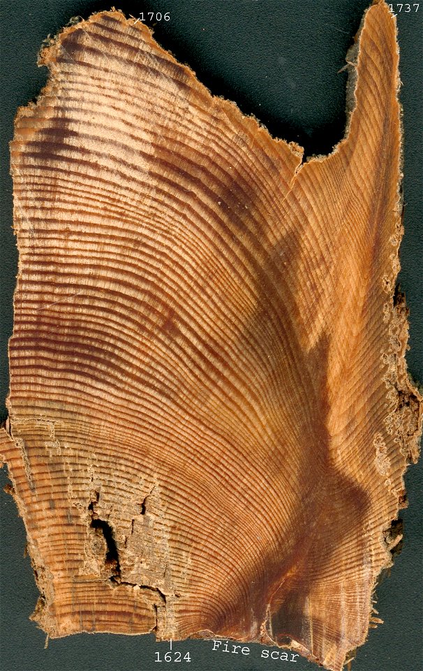 Cross section of resin filled, preserved sap wood of an old pine (Pinus sylvestris) stump. Growth rings from 1624-1737. The wood in this sample is formed by a fire scare appearing a few years before 1