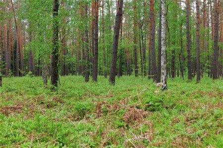 Wald nördlich von Behrensbrück in Kremmen am 10. Mai 2020.