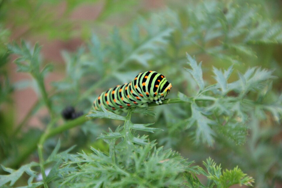 Caterpillar insect swallowtail