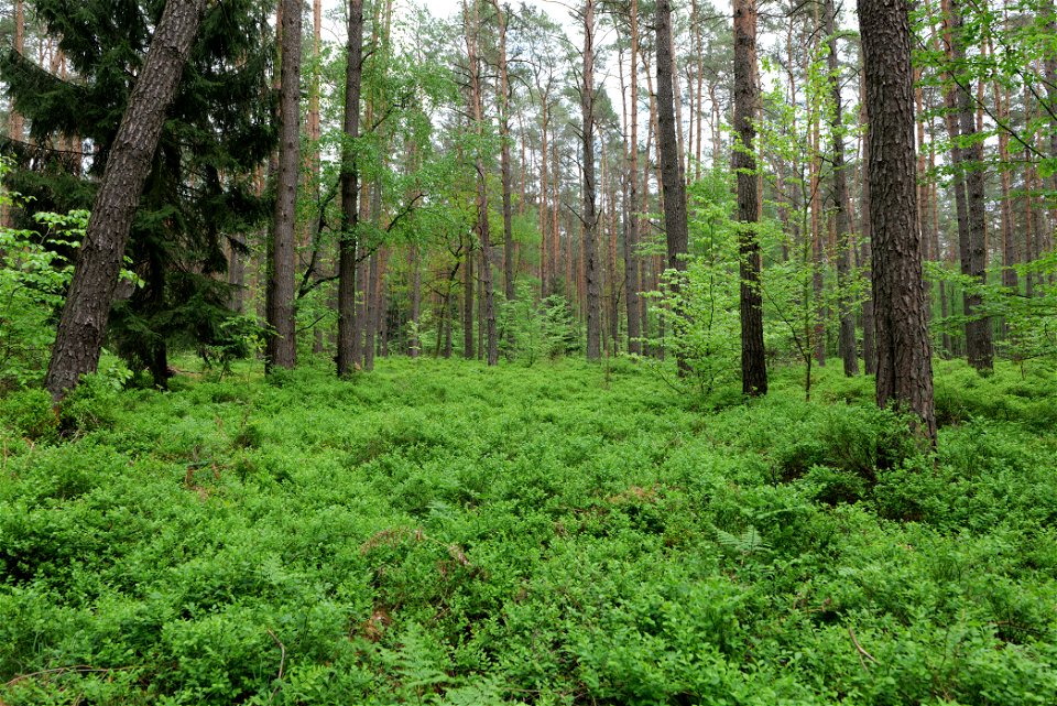 Wald nördlich von Behrensbrück in Kremmen am 10. Mai 2020.