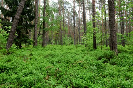 Wald nördlich von Behrensbrück in Kremmen am 10. Mai 2020.