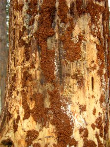 Durch Fraßschäden des Blauen Kiefernprachtkäfers (Phaenops cyanea) im Kambialbereich unter der Rinde zum Absterben gebrachte Kiefer (Pinus sylvestris). photo