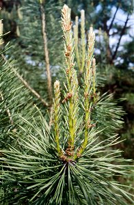 PinusSylvestrisKiev1
