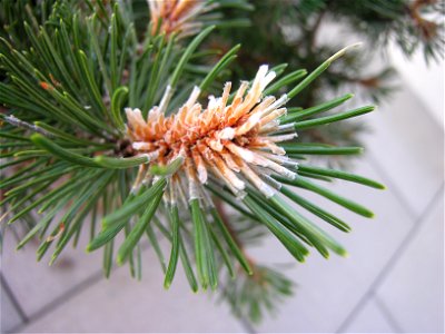 Pinus disease. The specialist in the plant shop said it is an insect and recommended chemical insecticide treatment. photo