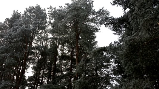 Scots pine (Pinus sylvestris) in winter. photo