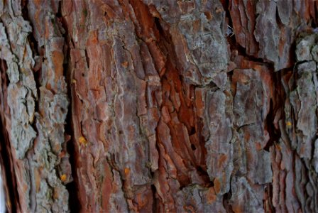 Pinus sylvestris bark photo