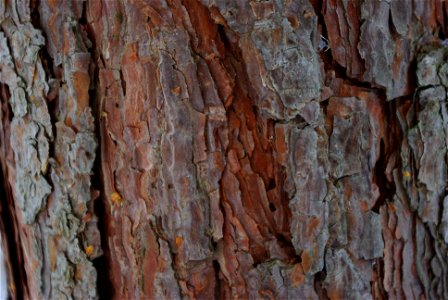 Pinus sylvestris bark