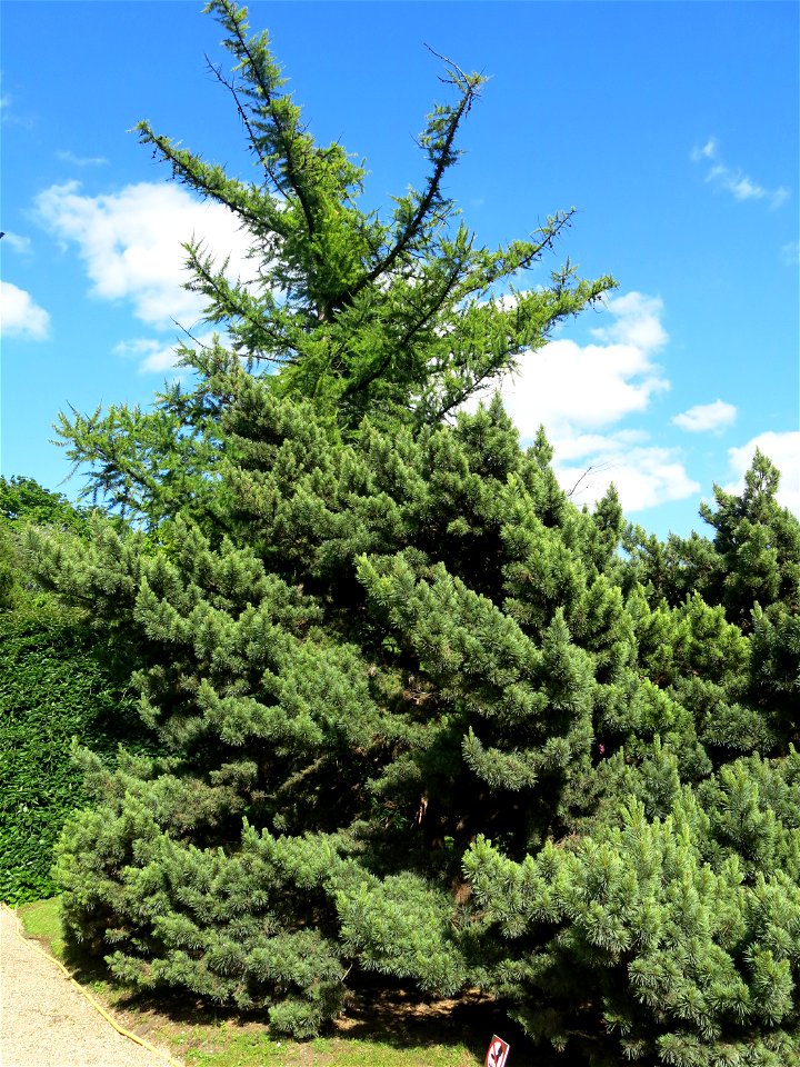 Pinus sylvestris "watereri" in the Jardin des Plantes de Paris. Plant identified by its botanic label.