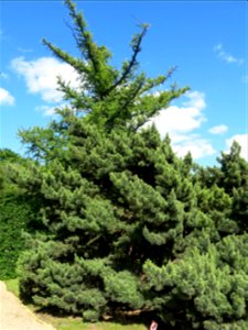 Pinus sylvestris "watereri" in the Jardin des Plantes de Paris. Plant identified by its botanic label. photo