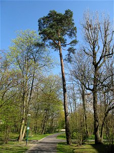 Pinus sylvestris (Scots Pine) in the parc de l'Aulnay of Vaires-sur-Marne, France photo