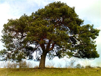 Scots Pine photo