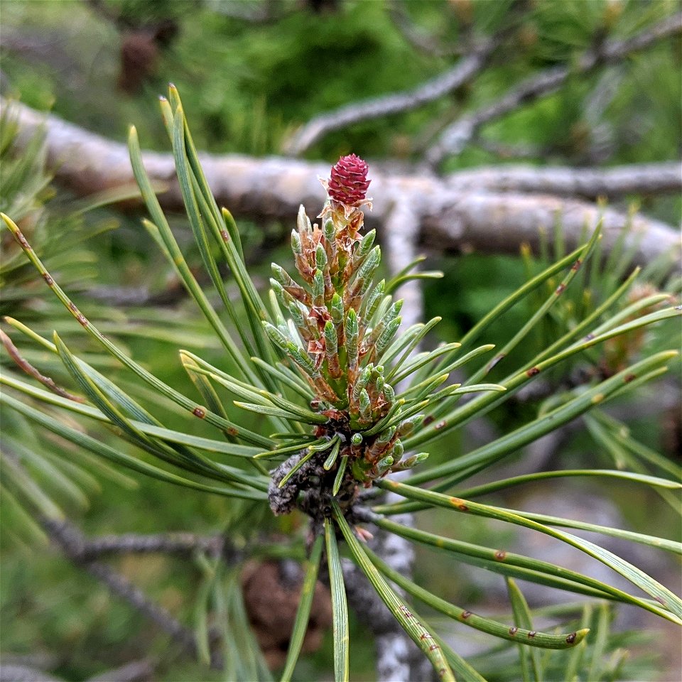 Pinus sylvestris female cone, Jouglovka, Křivoklátsko PLA, Czechia