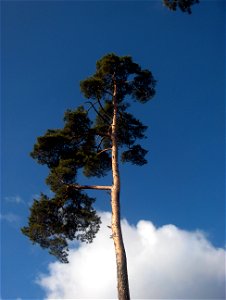 Scots Pine (Pinus sylvestris in Latin) in Johanneshov. Photographed by me in spring 2008. photo