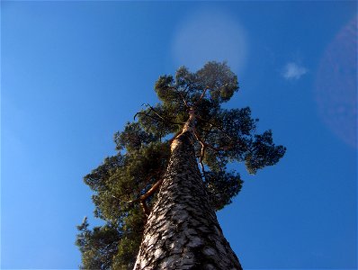 Scots Pine (Pinus sylvestris in Latin) in Johanneshov. Photographed by me in spring 2008. photo