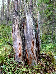 Old (more than 150 yrs) stump of Pinus sylvestris, with an AA size battery (about 50mm) for scale. Below the stump are some plants of Linnaea borealis. photo