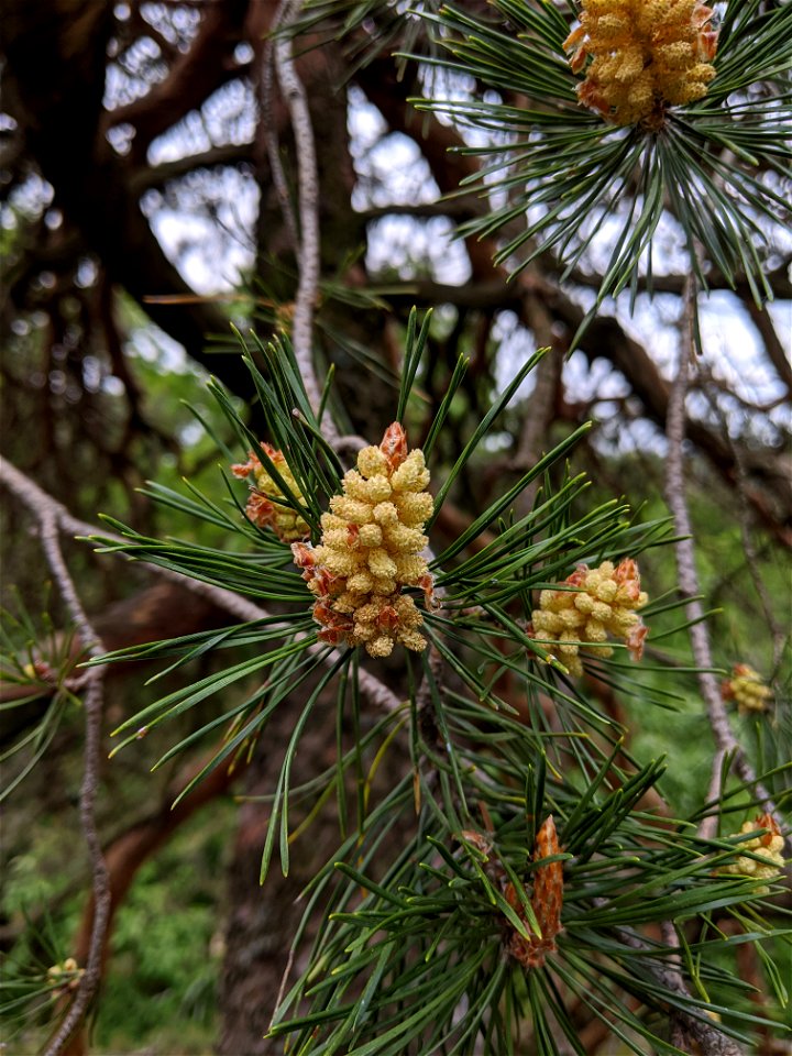 pollen cones of Pinus sylvestris, Jouglovka, Křivoklátsko PLA, Czechia