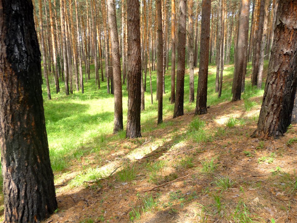 Pine wood near Tomsk