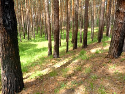 Pine wood near Tomsk photo