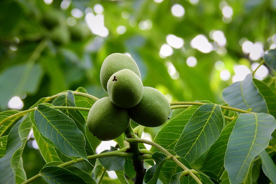 Green nature food