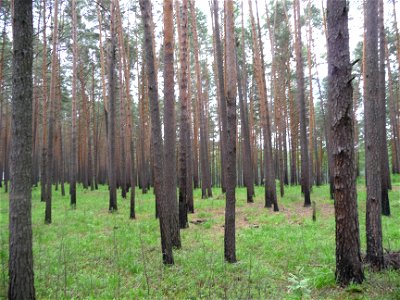 Scots Pine Pinus sylvestris forest near North Timiryazevo, Tomsk region, Russia photo