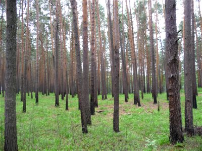 Scots Pine Pinus sylvestris forest near North Timiryazevo, Tomsk region, Russia