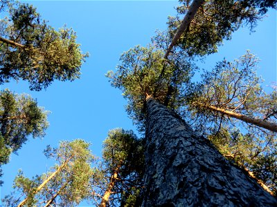 Pine trees in Värmland, Sweden. photo