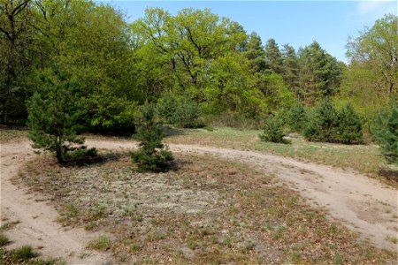FFH-Gebiet Großmachnower Weinberg außerhalb des Naturschutzgebiets am 11. Mai 2021. photo
