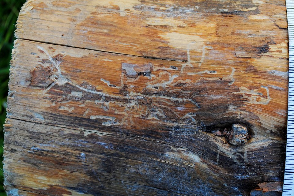 Traces from Pityogenes quadridens on a piece of firewood of Pinus sylvestris (part of stem with thiner, reddish bark), about 60.4 N, 14.7 E.
