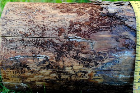 Traces from Tomicus piniperda on a piece of firewood of Pinus sylvestris (part of stem with thicker, brownish bark), about 60.4 N, 14.7 E. Photo after wiping, see file:Traces_of_incects_on_PinusSylves photo