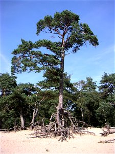 Pinus sylvestris tree with extensive soil erosion around roots, Netherlands. photo