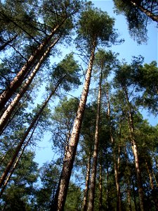 Pinus sylvestris trees in forest photo
