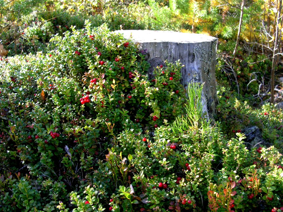 A Vaccinium vitis idaea (lingonberry/cowberry) at the stump of a Scots Pine near Björbo, Sweden.