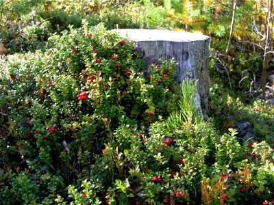 A Vaccinium vitis idaea (lingonberry/cowberry) at the stump of a Scots Pine near Björbo, Sweden. photo