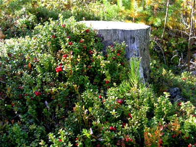 A Vaccinium vitis idaea (lingonberry/cowberry) at the stump of a Scots Pine near Björbo, Sweden.