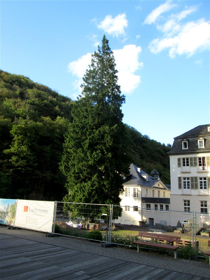 Riesen-Lebensbaum (Thuja plicata) - Naturdenkmal im Alleegarten in Bad Bertrich