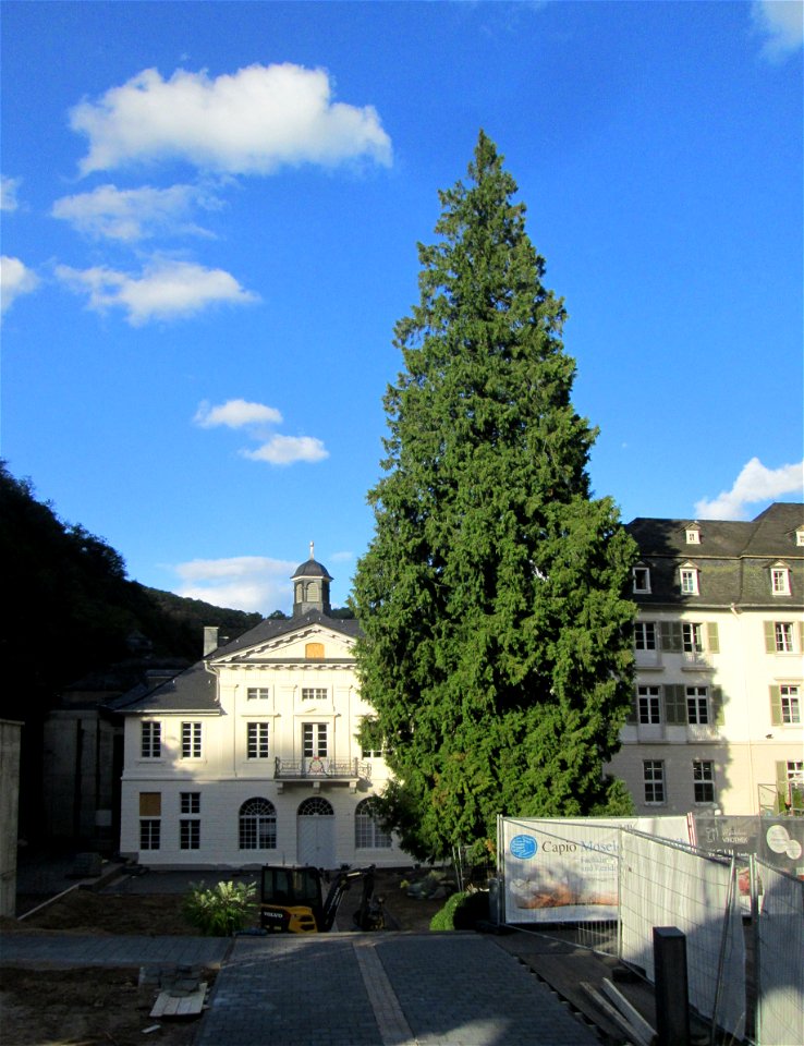 Riesen-Lebensbaum (Thuja plicata) - Naturdenkmal im Alleegarten in Bad Bertrich
