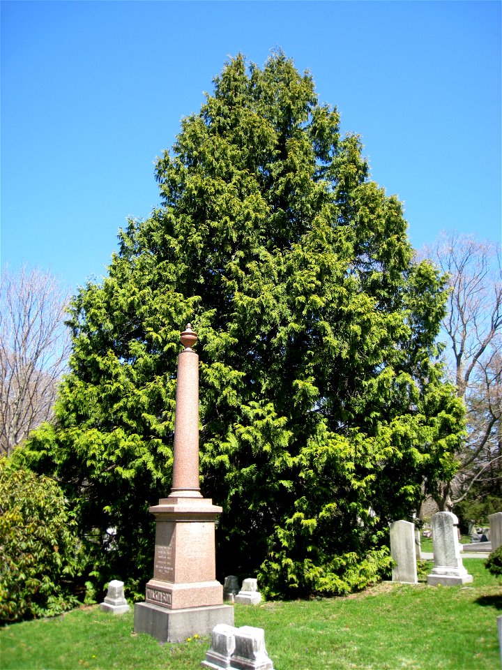 Thuja plicata, Mount Auburn Cemetery, Cambridge, Massachusetts, USA.