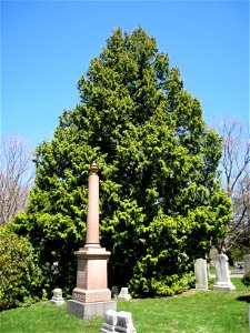 Thuja plicata, Mount Auburn Cemetery, Cambridge, Massachusetts, USA.