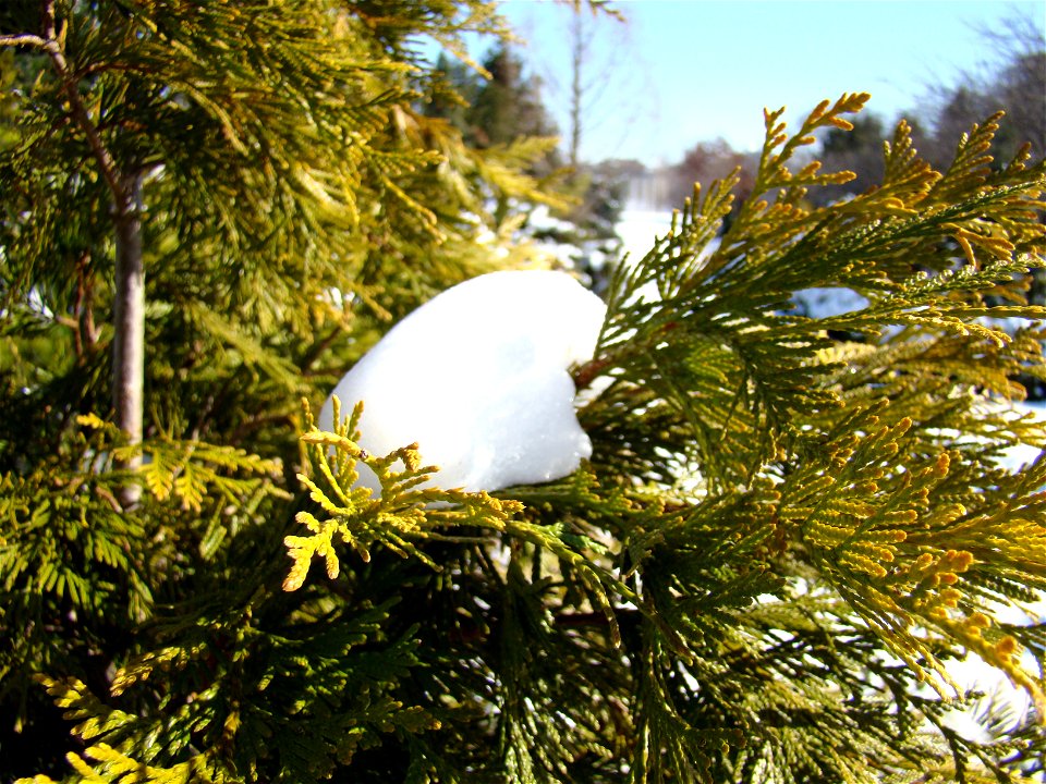 Chadwick Arboretum and Learning Gardens
The Ohio State University

Columbus, Ohio