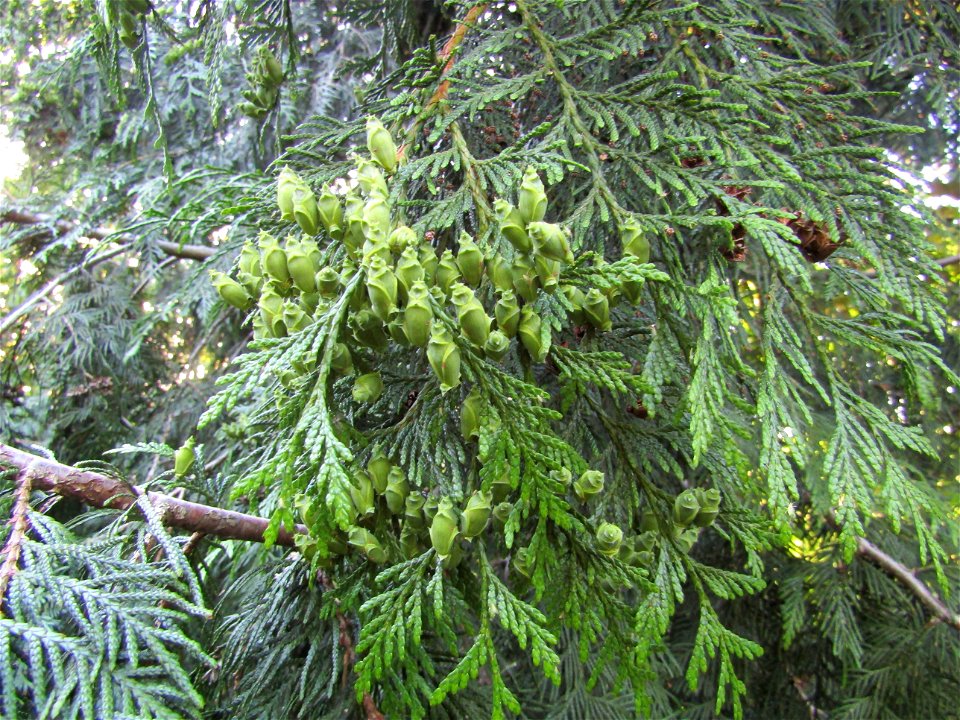 Green cones of  western redcedar (Thuja plicata, also known as Pacific redcedar, giant arborvitae, western arborvitae, giant cedar or shinglewood) in Prague Zoo