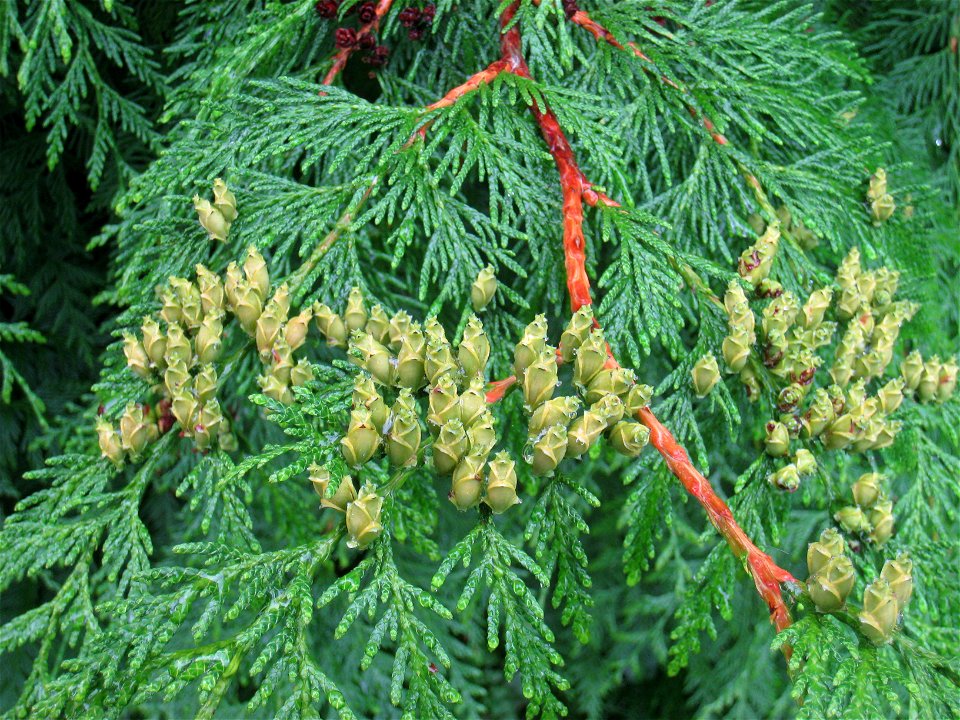 Thuja plicata in the Ringve Museum arboretum, Trondheim, Norway.