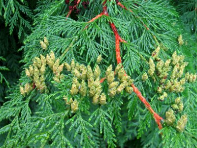 Thuja plicata in the Ringve Museum arboretum, Trondheim, Norway.